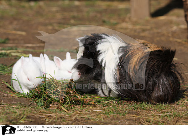 rabbit and guinea pig / JH-02660