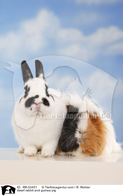 dwarf rabbit and guinea pig / RR-33451