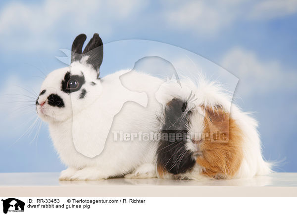 Zwergkaninchen & Meerschwein / dwarf rabbit and guinea pig / RR-33453