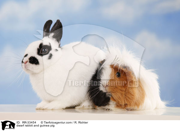 dwarf rabbit and guinea pig / RR-33454