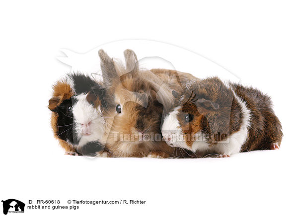 rabbit and guinea pigs / RR-60618