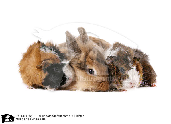 Kaninchen und Meerschweinchen / rabbit and guinea pigs / RR-60619