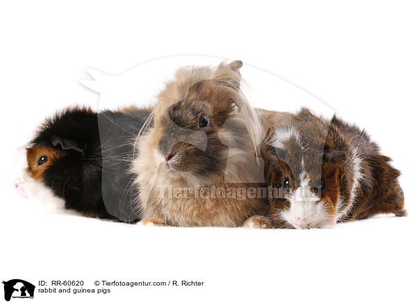 rabbit and guinea pigs / RR-60620