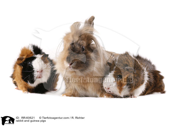 Kaninchen und Meerschweinchen / rabbit and guinea pigs / RR-60621