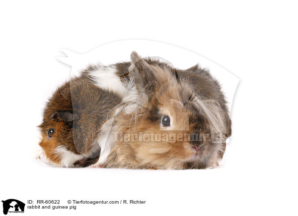 Kaninchen und Meerschweinchen / rabbit and guinea pig / RR-60622