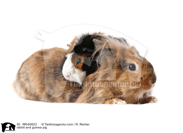 Kaninchen und Meerschweinchen / rabbit and guinea pig / RR-60623