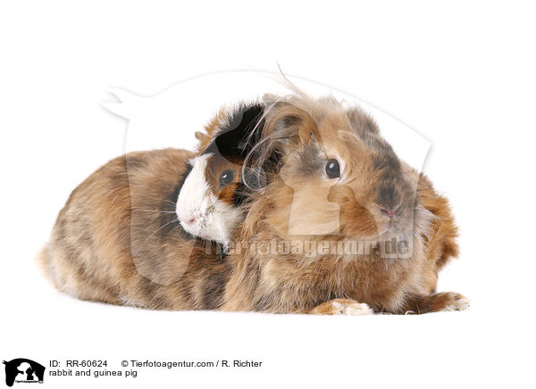 rabbit and guinea pig / RR-60624