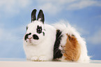 dwarf rabbit and guinea pig