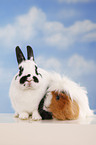 dwarf rabbit and guinea pig