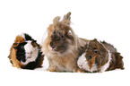 rabbit and guinea pigs