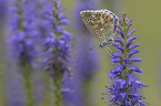 Adonis blue