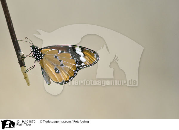 Afrikanischer Monarch / Plain Tiger / HJ-01870