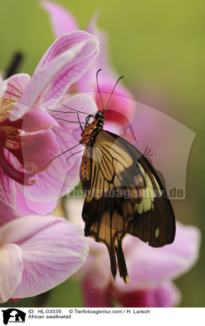 African swallowtail / HL-03039