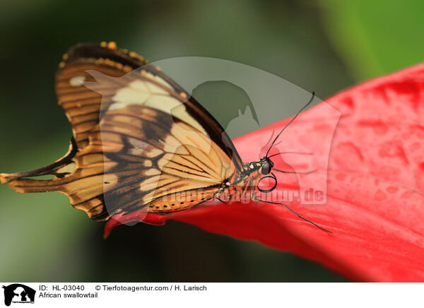 African swallowtail / HL-03040