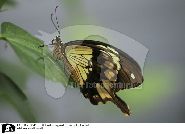 Schein-Schwalbenschwanz / African swallowtail / HL-03041