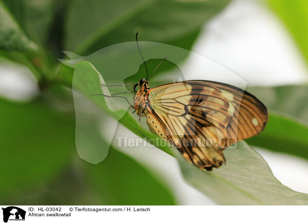 Schein-Schwalbenschwanz / African swallowtail / HL-03042