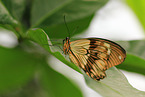 African swallowtail
