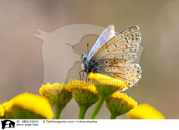 Lungenenzian-Ameisenbluling / alcon large blue / MBS-23833
