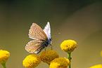 alcon large blue
