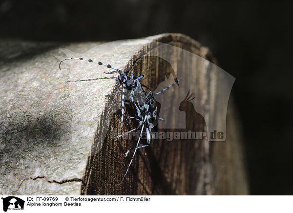 Alpine longhorn Beetles / FF-09769