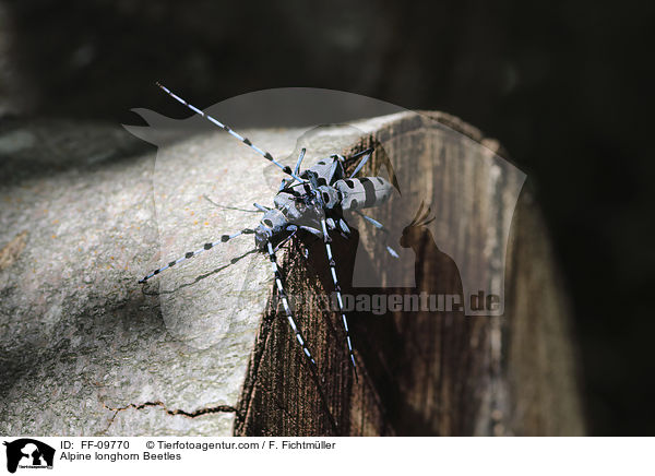 Alpenbcke / Alpine longhorn Beetles / FF-09770