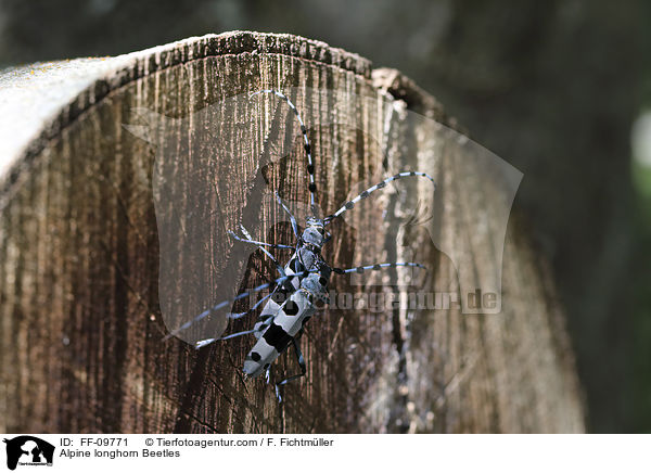 Alpenbcke / Alpine longhorn Beetles / FF-09771