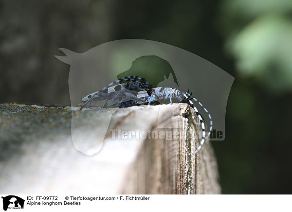Alpine longhorn Beetles / FF-09772