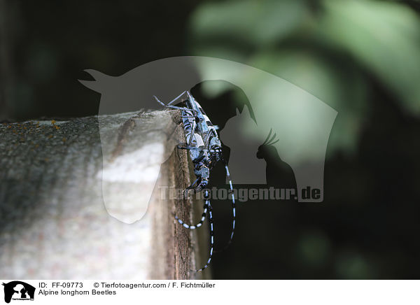 Alpine longhorn Beetles / FF-09773