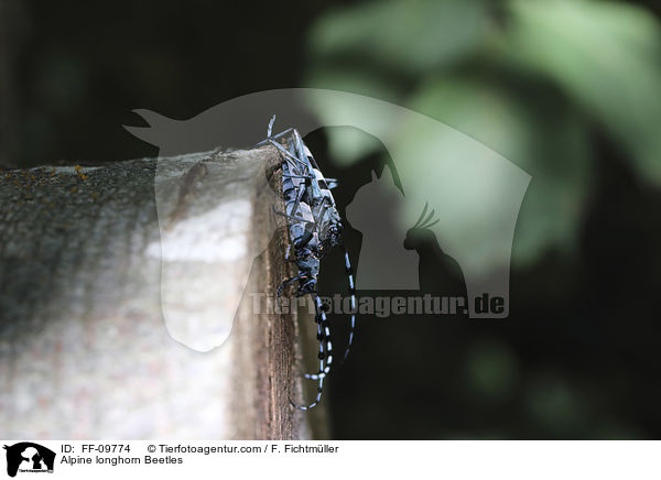Alpine longhorn Beetles / FF-09774