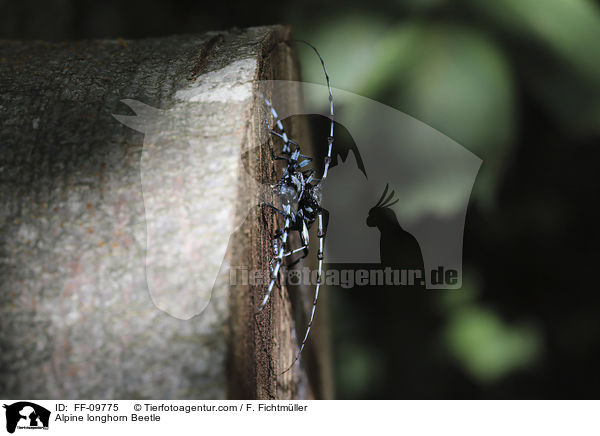 Alpine longhorn Beetle / FF-09775