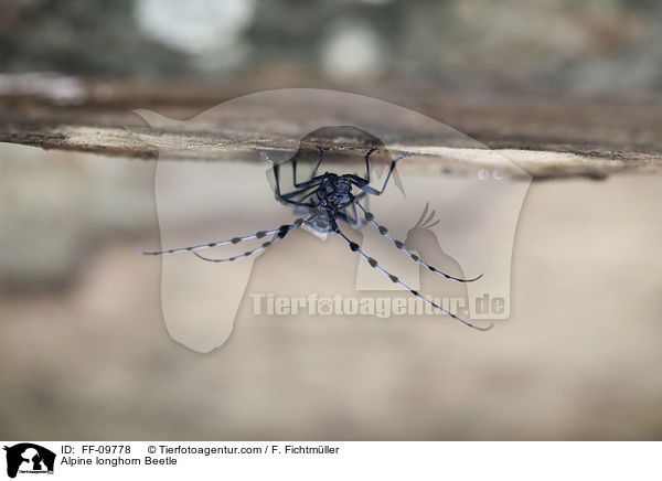 Alpenbock / Alpine longhorn Beetle / FF-09778
