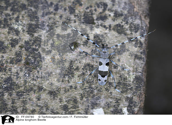 Alpenbock / Alpine longhorn Beetle / FF-09780