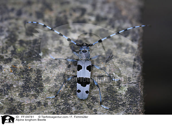 Alpine longhorn Beetle / FF-09781