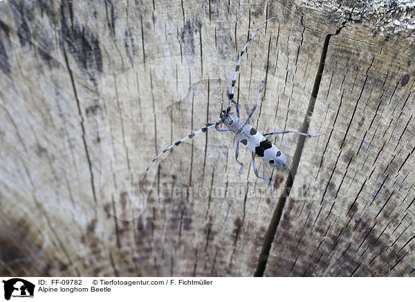Alpenbock / Alpine longhorn Beetle / FF-09782