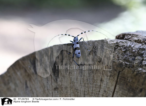 Alpine longhorn Beetle / FF-09783