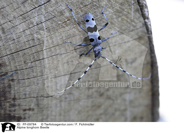 Alpine longhorn Beetle / FF-09784