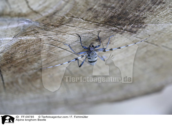 Alpine longhorn Beetle / FF-09785
