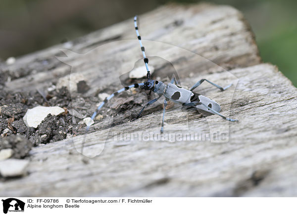 Alpine longhorn Beetle / FF-09786