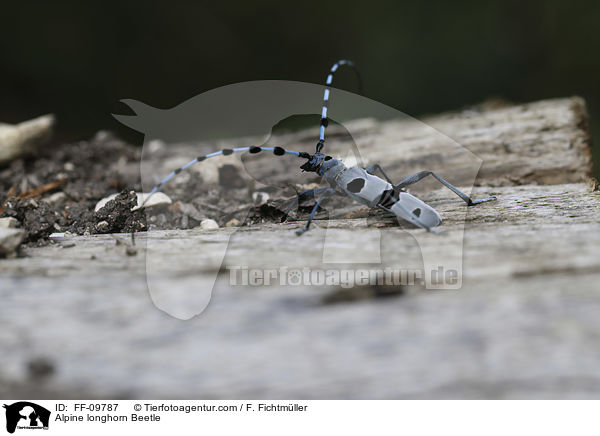Alpine longhorn Beetle / FF-09787