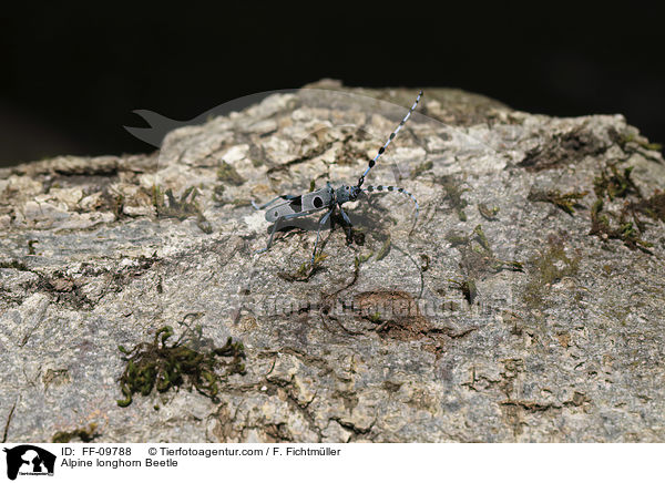 Alpenbock / Alpine longhorn Beetle / FF-09788