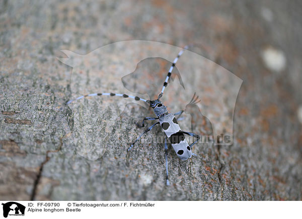 Alpine longhorn Beetle / FF-09790