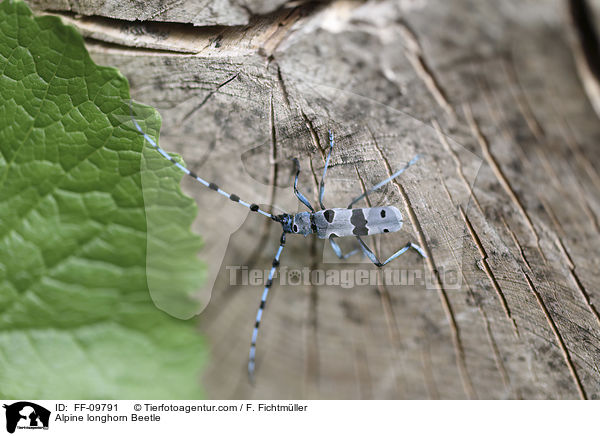 Alpenbock / Alpine longhorn Beetle / FF-09791