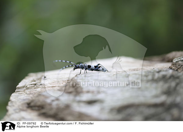 Alpine longhorn Beetle / FF-09792