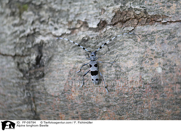Alpenbock / Alpine longhorn Beetle / FF-09794