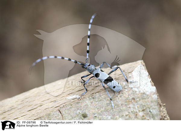 Alpenbock / Alpine longhorn Beetle / FF-09796
