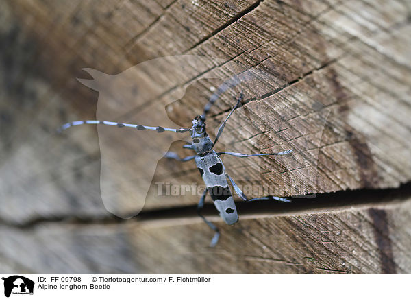 Alpenbock / Alpine longhorn Beetle / FF-09798