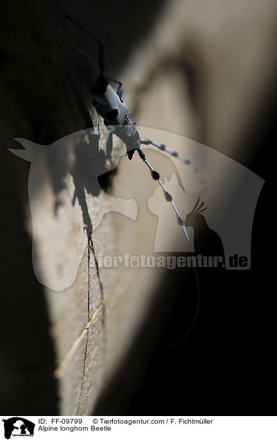 Alpenbock / Alpine longhorn Beetle / FF-09799