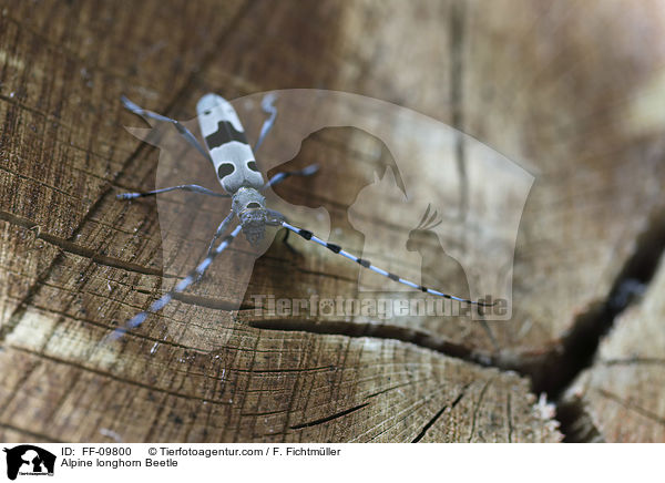 Alpine longhorn Beetle / FF-09800