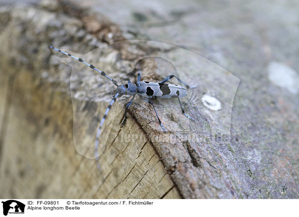 Alpine longhorn Beetle / FF-09801