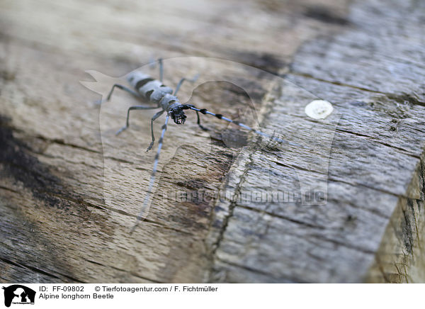 Alpine longhorn Beetle / FF-09802